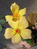 ARBXGOLDA rose photo