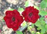 Feisty ™ rose photo
