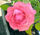 Spellbound ™ rose photo