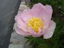 Garden Lace peony photo