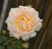 H72-98 rose photo