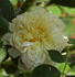 Hochzeit auf Heidegg rose photo