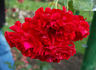 Schloss Haldenstein rose photo