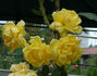 H33-01 rose photo
