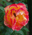 H20-03 rose photo