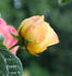 H20-03 rose photo