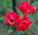 H24-05 rose photo