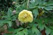 Yellow Crown peony photo