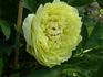 Yellow Crown peony photo