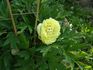 Yellow Crown peony photo