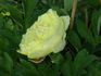 Yellow Crown peony photo