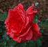 H30-06 rose photo