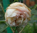 H38-05 rose photo