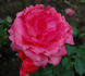 H23-05 rose photo