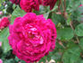 Aristobule rose photo