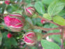 Aristobule rose photo