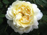 Lemon Blush rose photo