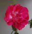 Babette rose photo