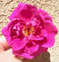 CHXPB rose photo