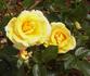 Harvest Fayre rose photo