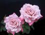 Dolores Marie rose photo
