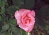 Melissa rose photo