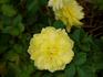 Lemon Zest™ rose photo