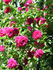 Philadelphia rose photo