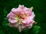 Sheelagh Baird rose photo