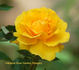 Golden Tribute rose photo