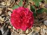Belgica rose photo