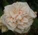 Perle des Jardins, Cl. rose photo