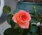 Mobile Jubilee rose photo