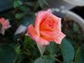 Mobile Jubilee rose photo