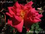 Général Berthelot rose photo