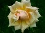 Ulster Monarch rose photo