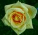 Frank Chapman rose photo
