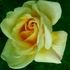 Frank Chapman rose photo
