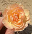 APMXSL rose photo