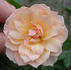 APMXSL rose photo