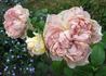 Reflets de Nacre ® rose photo