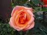 Cherry Brandy ® rose photo
