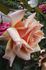 Dilys Allen rose photo
