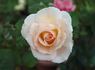 Just Peachy rose photo