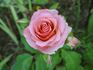Rejoice rose photo