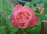 Spirit of Glasnost rose photo