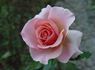 Sweet Valentine ™ rose photo