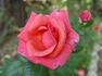 We Salute You ™ rose photo