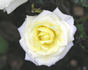 Chambord Castle rose photo