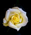 Breath of Spring rose photo